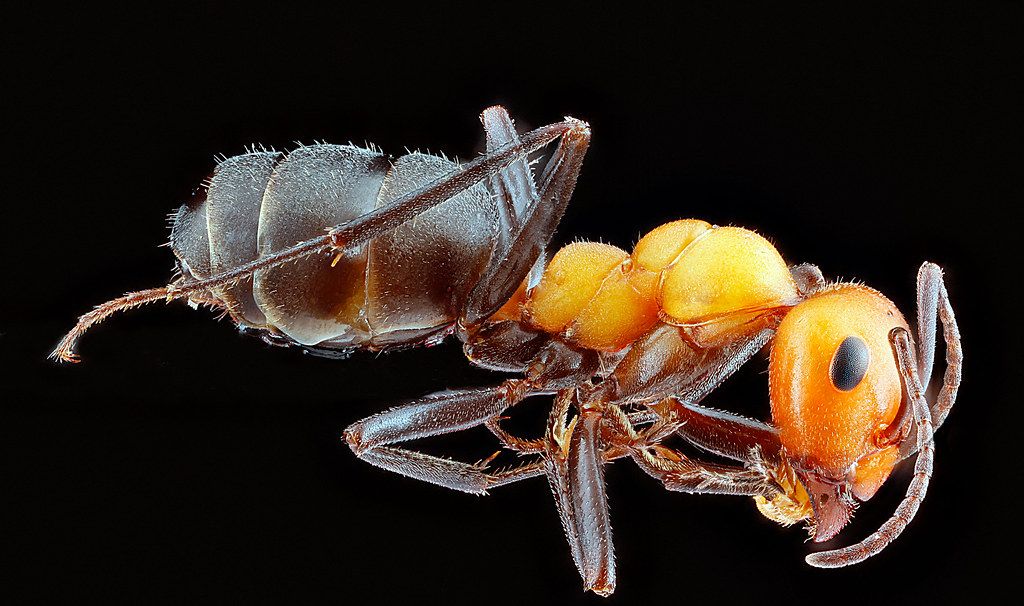 Ant Control service in Anaheim, CA