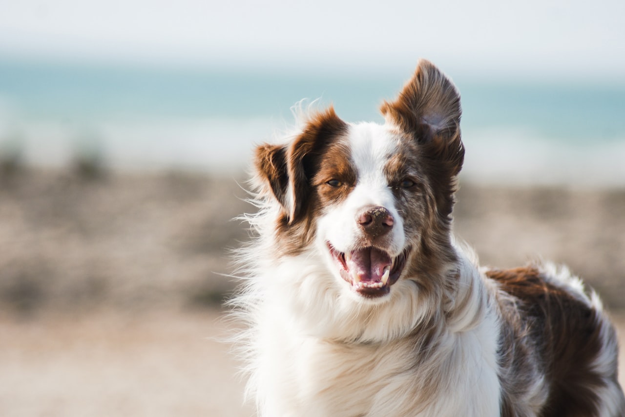 Flea & Tick Control service in Anaheim, CA