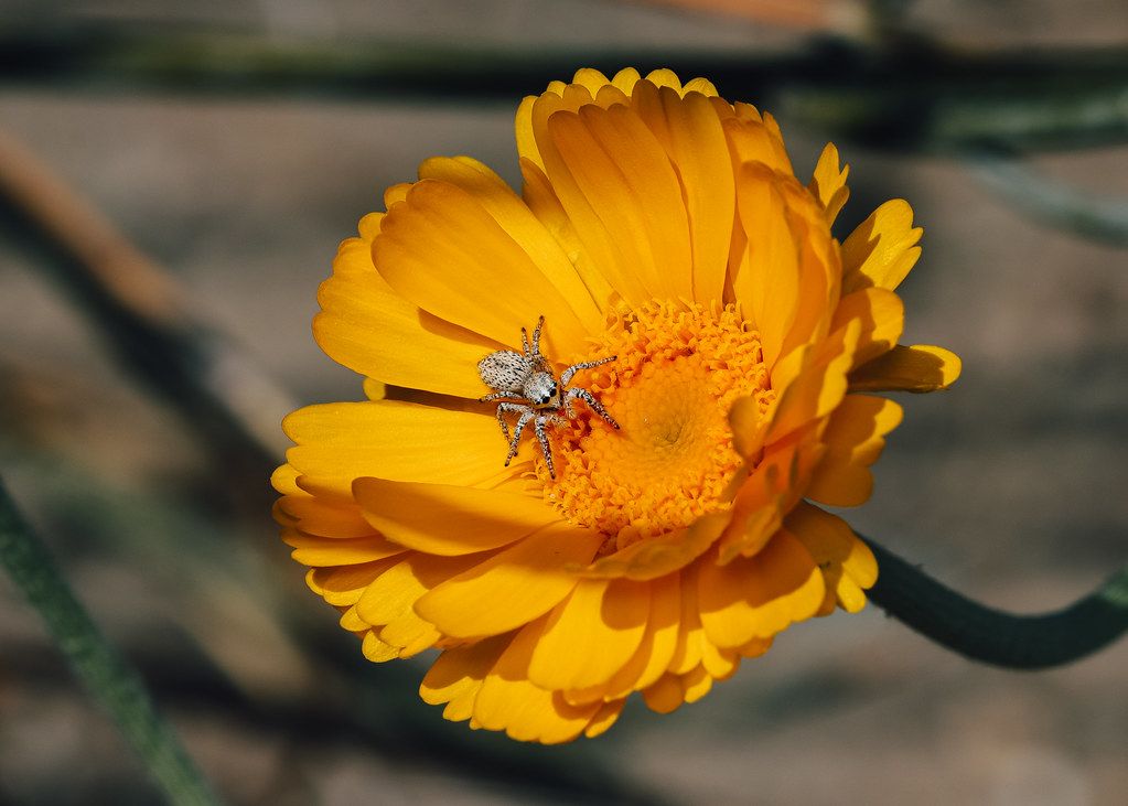 Spider Control service in Anaheim, CA